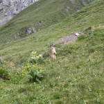 Murmeltiere auf der Alp Sursass